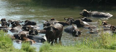 Water Buffalo Farming a Gold Mine for Greece - GreekReporter.com