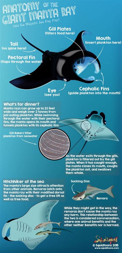 Anatomy of the Manta Ray - Squidtoons | Oceanography marine biology, Biology, Animal science