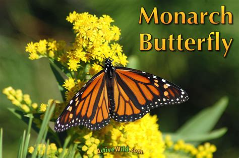 20 Butterfly Facts - Printable Templates Free