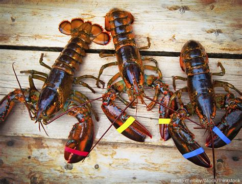 Enjoy Maine Lobster Season | Dockside Guest Quarters