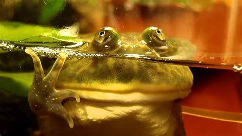 budgett frog view (Lepidobatrachus laevis) - YouTube