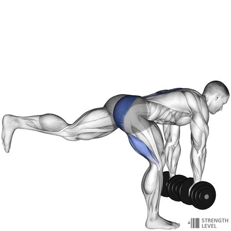 Single Leg Dumbbell Deadlift Standards for Men and Women (lb) - Strength Level