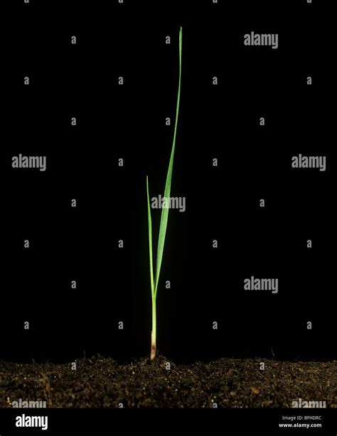 Short-leaved canary grass (Phalaris brachystachys) seedling plant Stock Photo - Alamy