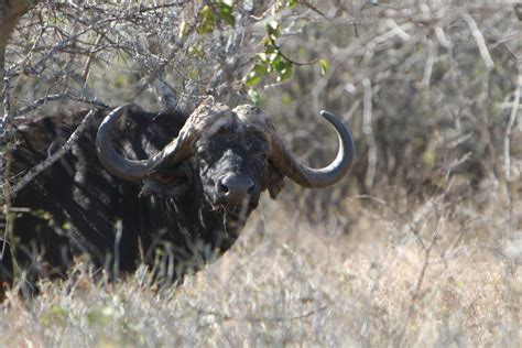 What is a good Buffalo | AfricaHunting.com