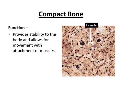 PPT - Histology 2 – Connective Tissue PowerPoint Presentation, free download - ID:6076045