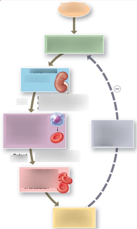 Negative Feedback of Erythropoiesis Diagram | Quizlet