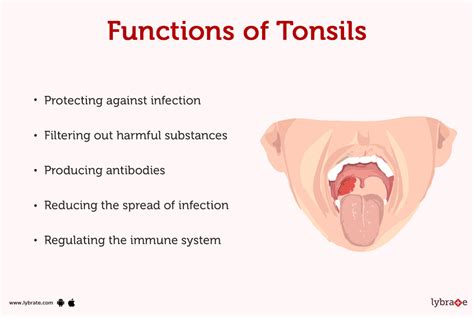 Tonsils Anatomy