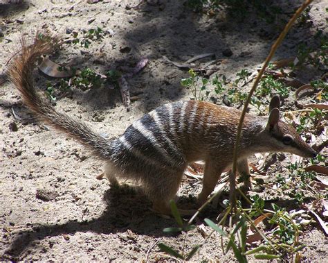 Numbat Wallpaper - Animals Town