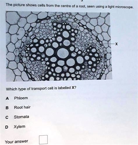 SOLVED: 'biology 25 POINTSwhat is the answer and how can u tell ? The picture shows cells from ...