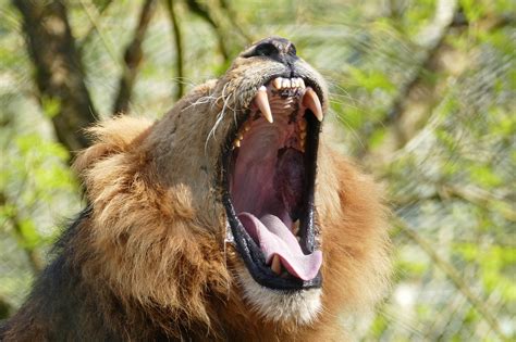 Download free photo of Lion,teeth,wild,animal,mane - from needpix.com