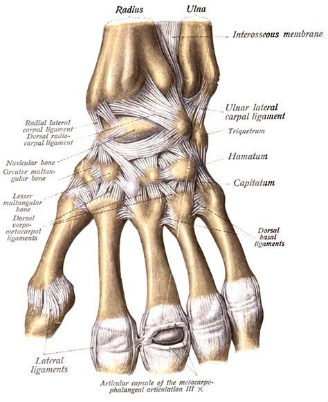 Interior : Part Of Upper Limb A Colour Atlas Check Dorsal Radiocarpal ...