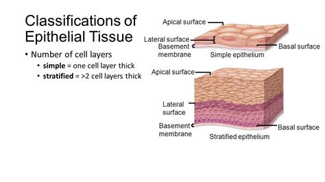 Apical And Basal Surfaces