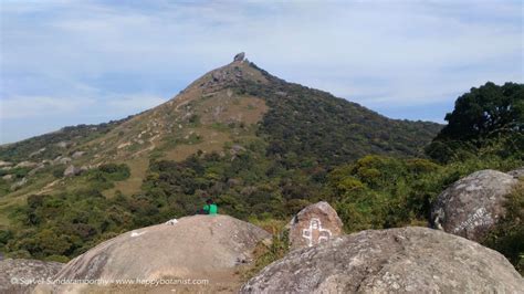 Shola forests and flora of Velliangiri Hills | Happy Botanist