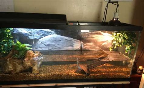 African Sideneck Turtle Habitat: How to Setup an Indoor Enclosure