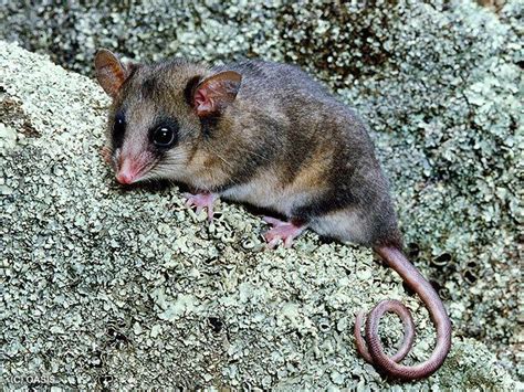 Mountain pygmy possum - Alchetron, The Free Social Encyclopedia