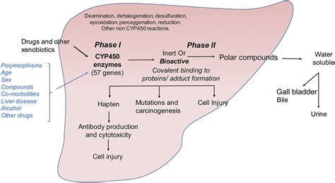 | Additional markers of hepatic stellate cells and portal... | Download Scientific Diagram