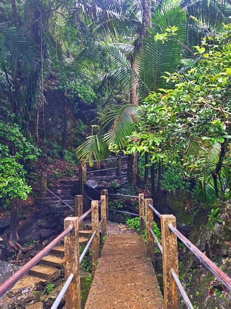 El Yunque Rainforest Hiking Tour | RAINFOREST ANIMAL