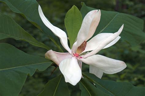 How to Grow and Care for Bigleaf Magnolia Plant