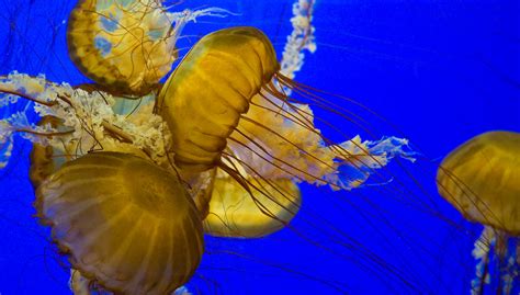 Sea Nettles At Play | The stinging sea nettle (Chrysaora qui… | Flickr