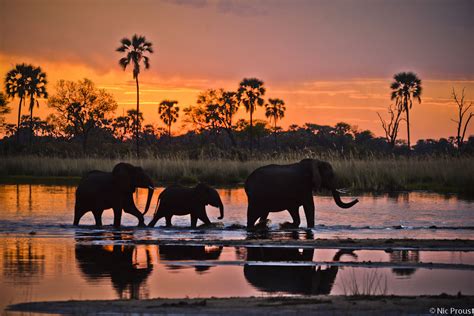 celebrating-elephants-of-southern-africa