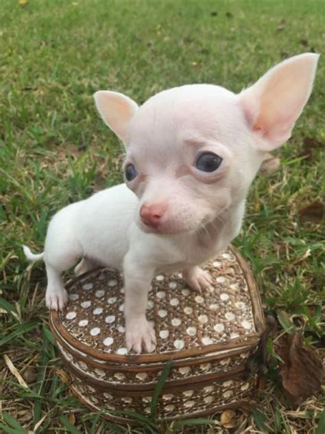 teacup applehead chihuahua puppies for sale Houston - Puppies for Sale ...