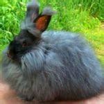 1.Angora-