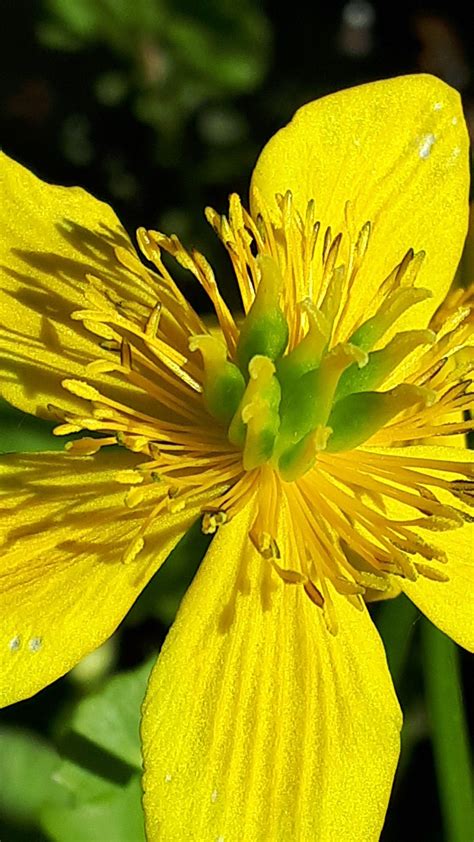 Marsh Marigold | Marsh marigold, Flower garden, Garden