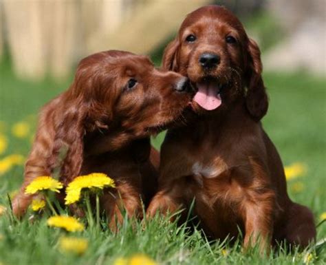 Irish Setter puppies! | Irish setter dogs, Irish setter, Setter puppies