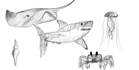 Sea Animal Sketches by PassionatePencils on DeviantArt