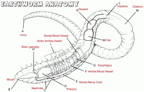 Worm Anatomy Worksheet For Kids | Anatomy Worksheets