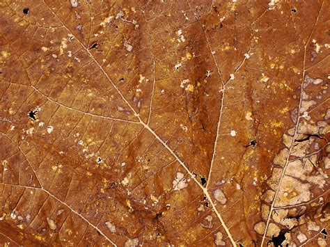 Dry Leaf Closeup Texture High Res (Nature-Grass-And-Foliage) | Textures ...