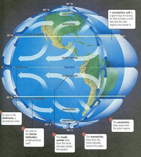 Trade winds (easterlies): dependable surface winds of the Hadley cells as they move from horse ...