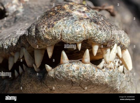 Closeup Crocodile Teeth in The Mouth Isolated on Background Stock Photo - Alamy