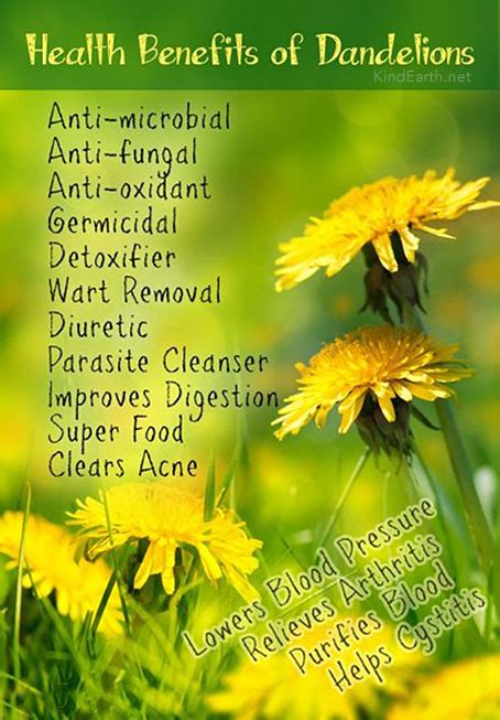 Dandelions and their health benefits - Kind Earth