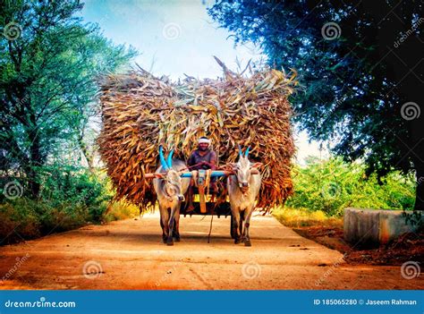 Indian Bullock In Village Tied To A Tree Stock Photography ...