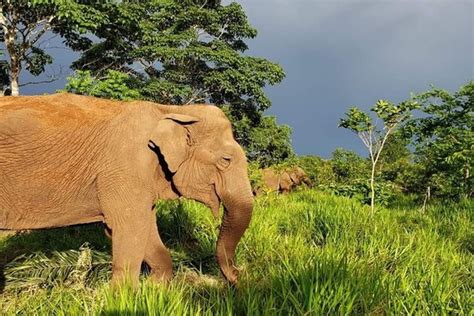 Elefantes devolvem equilíbrio à fauna e flora do Mato Grosso - Mega Curioso