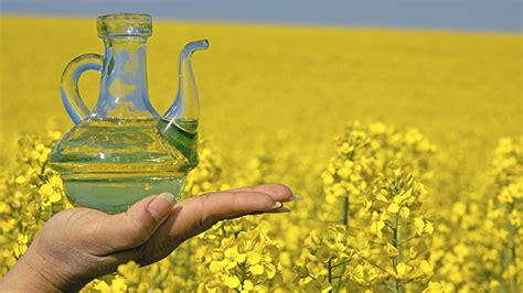 Why You Should Use Rapeseed Oil for Your Scalp