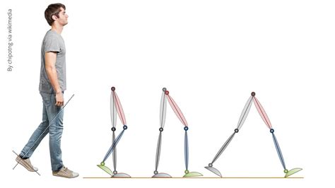 Gait Cycle Muscles Activity| Anatomy explained