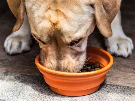 The Best Guide To Feeding Your Dog - The Dog Daily