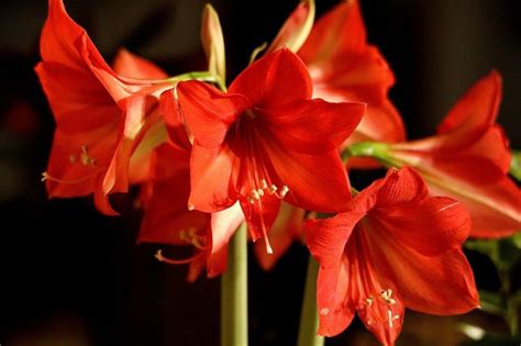 Best Indoor Plants With Red Flowers - Gardening Tips And Tricks