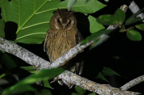 Jamaican owl | Great Bird Pics