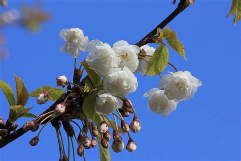 Welcome to the Green Heart Dens blog page.......: Wild cherry blossom