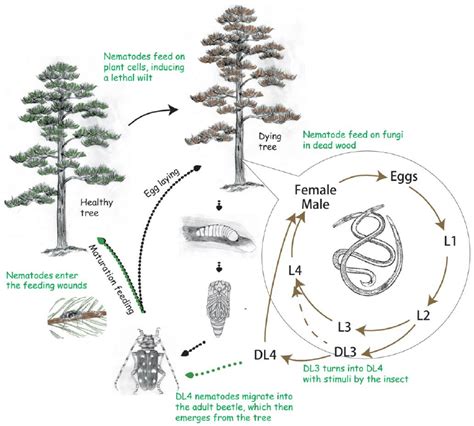 The life cycle of the pine wood nematode Bursaphelenchus xylophilus .... | Download Scientific ...