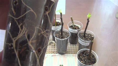 Fig Cuttings Propagation Progress 2013 - YouTube