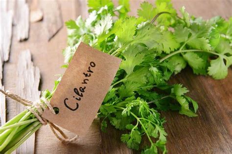 Cilantro Vs Parsley - Differences, Uses And How To Tell Them Apart