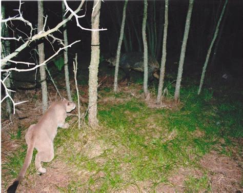 FL Panther hunting a feral pig at night caught on a 'game cam' : floridanature