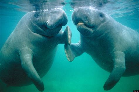 Pax on both houses: Giant Herd Of Manatees (Video)