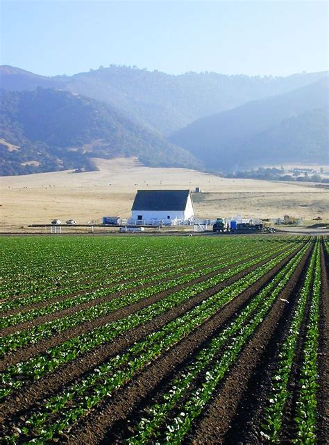 River Road, Salinas Valley, CA. Fields & miles of crops grown right here in the Salinas Valley ...