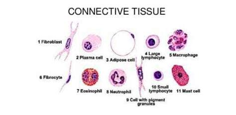 Explain about all the fibers and cells present in connective tissues in ...