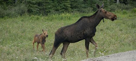 Adirondak Wildlife Up Close - An Adirondack Vacation